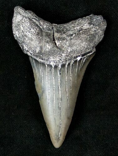 XL Fossil Mako Shark Tooth - South Carolina #13246